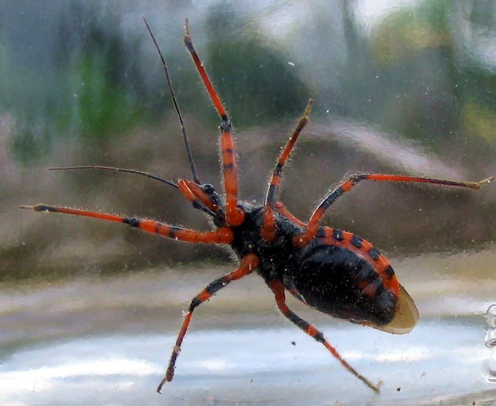 Rhynocoris cuspidatus, nuovo per la fauna italiana